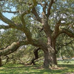 Emancipation Oak